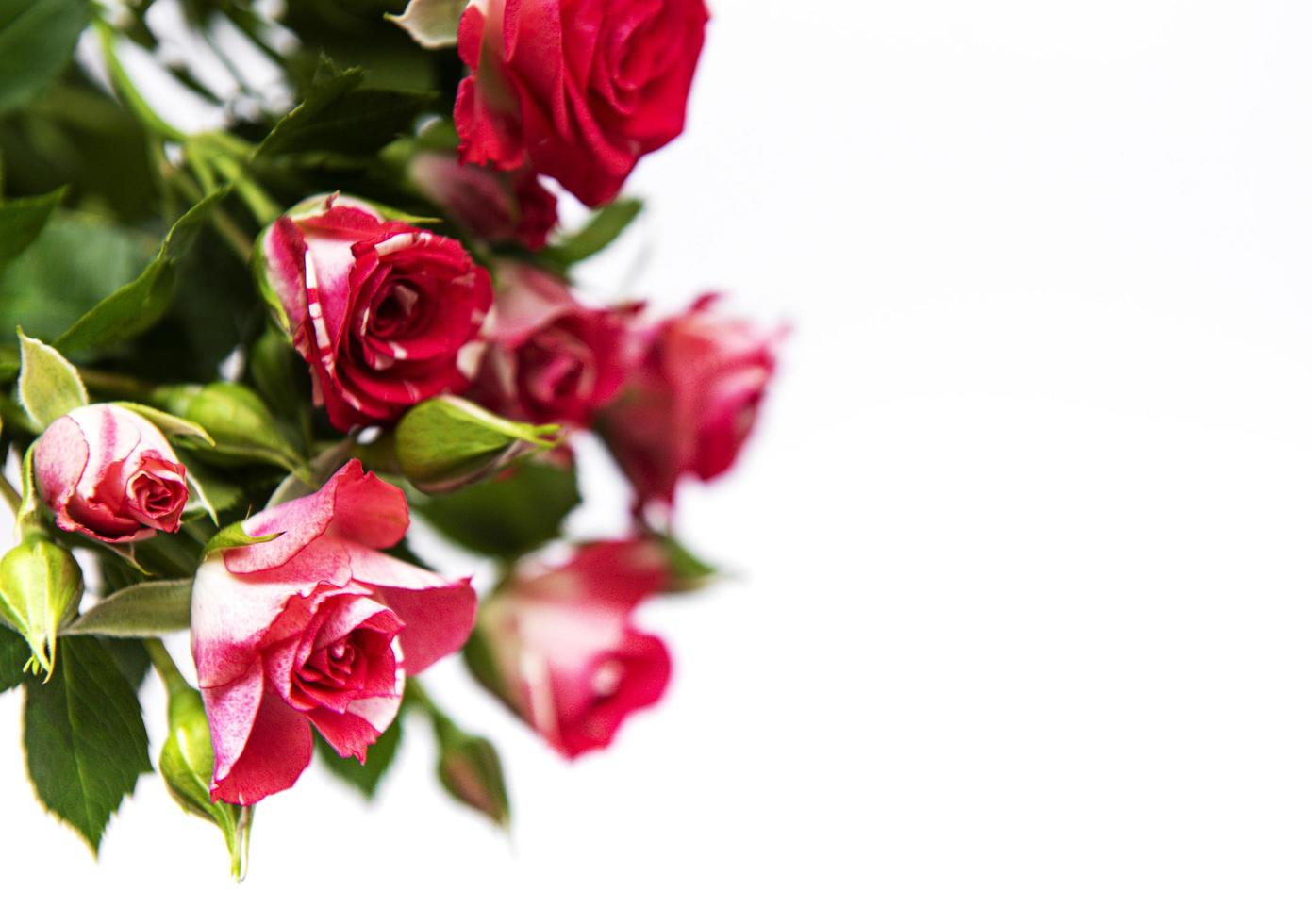 Red roses on white photo