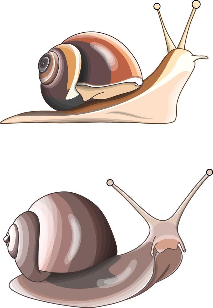 dos imágenes de caracoles marrones sobre un fondo blanco. vector