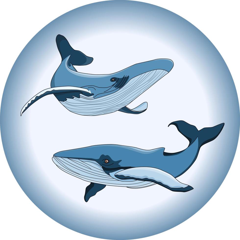 dos ballenas vectoriales en estilo de dibujos animados 2375647 Vector en  Vecteezy