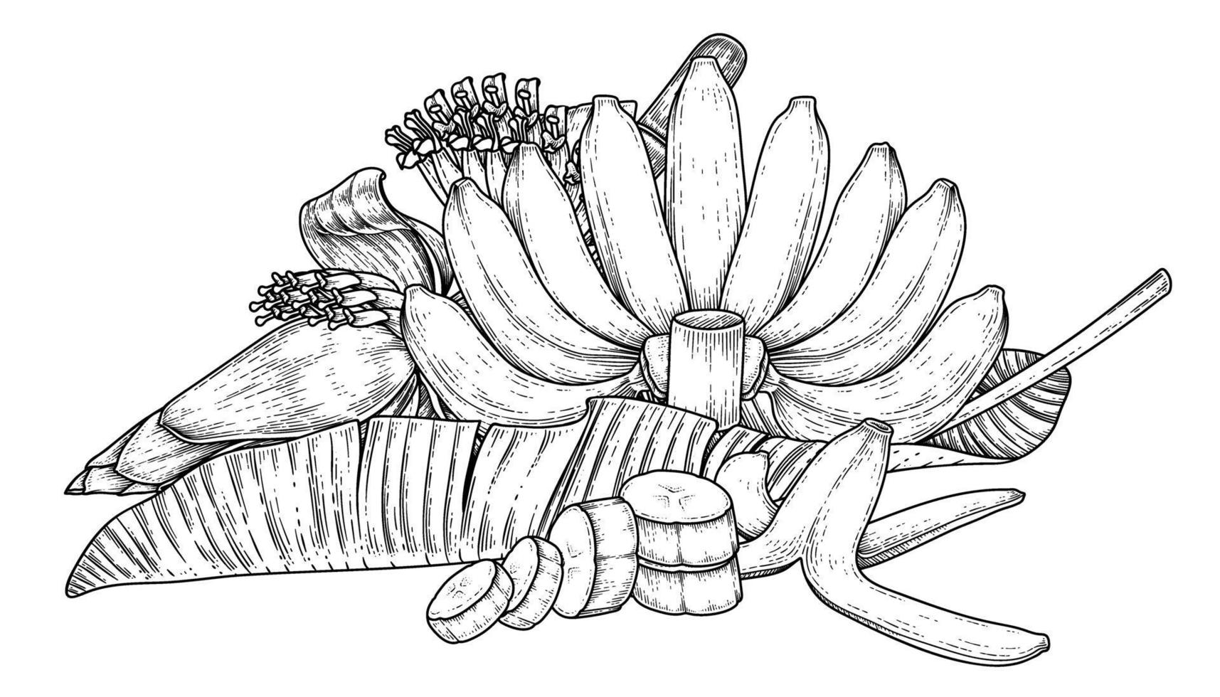 conjunto de hoja de fruta de plátano y boceto dibujado a mano de flor de plátano vector