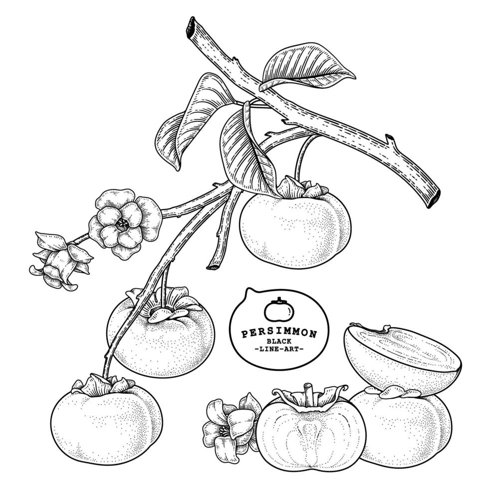Set of fuyu persimmon fruit hand drawn elements botanical illustration vector