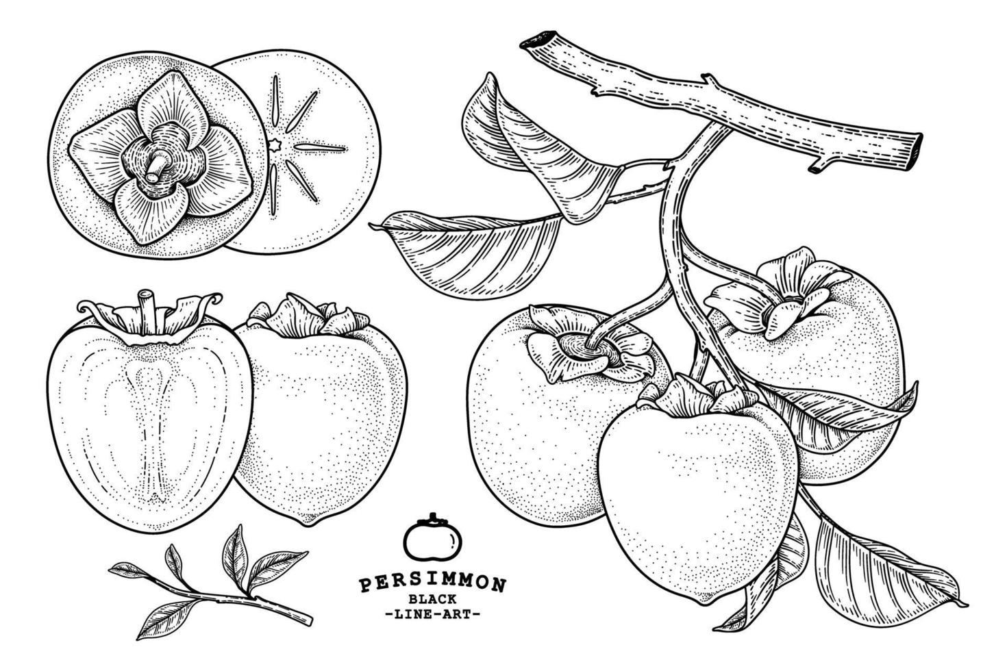 Set of hachiya persimmon fruit hand drawn elements botanical illustration vector