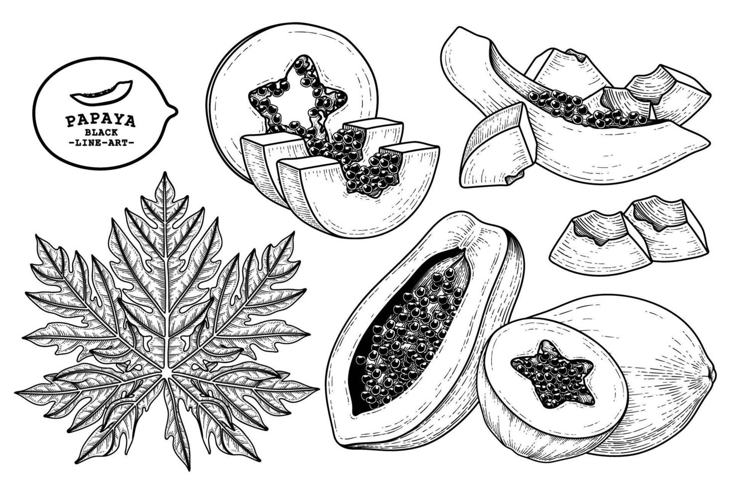 Set of papaya fruit hand drawn elements botanical illustration vector