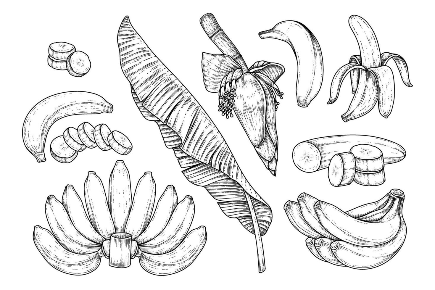 Set of banana fruit leaf and banana blossom hand drawn sketch vector