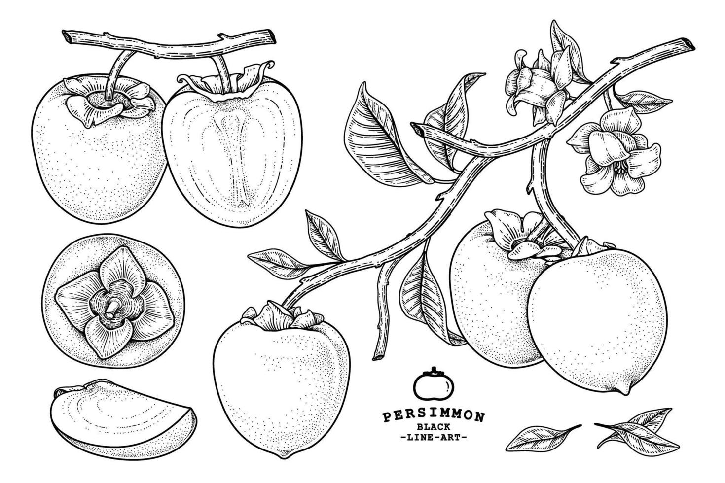 Set of hachiya persimmon fruit hand drawn elements botanical illustration vector