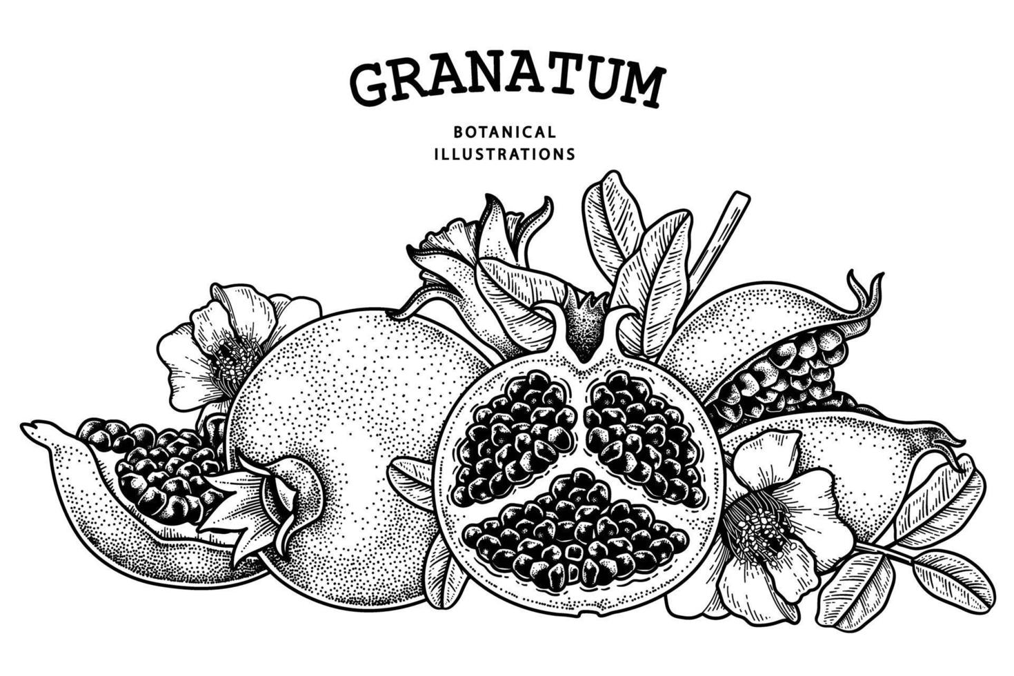 Pomegranate fruit hand drawn retro illustration vector