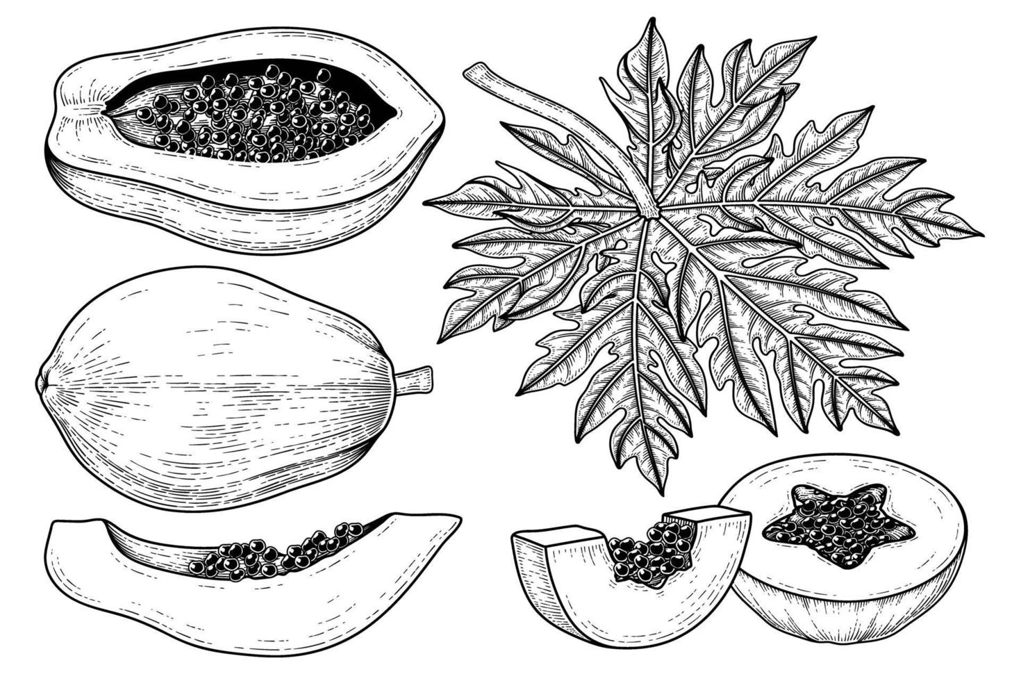 Set of papaya fruit hand drawn elements botanical illustration vector
