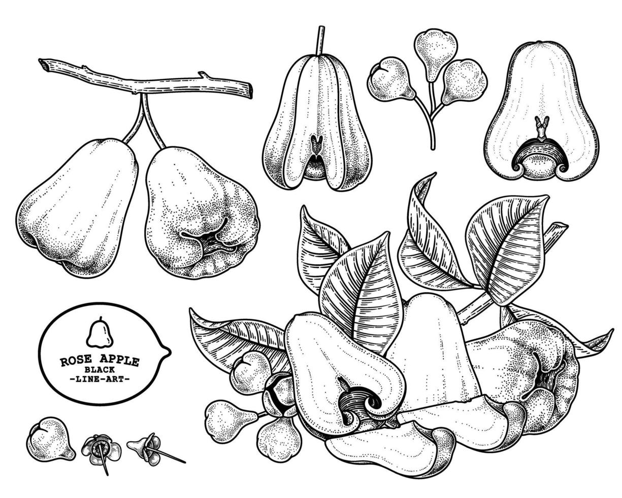 Set of Rose apple fruit hand drawn elements botanical illustration vector