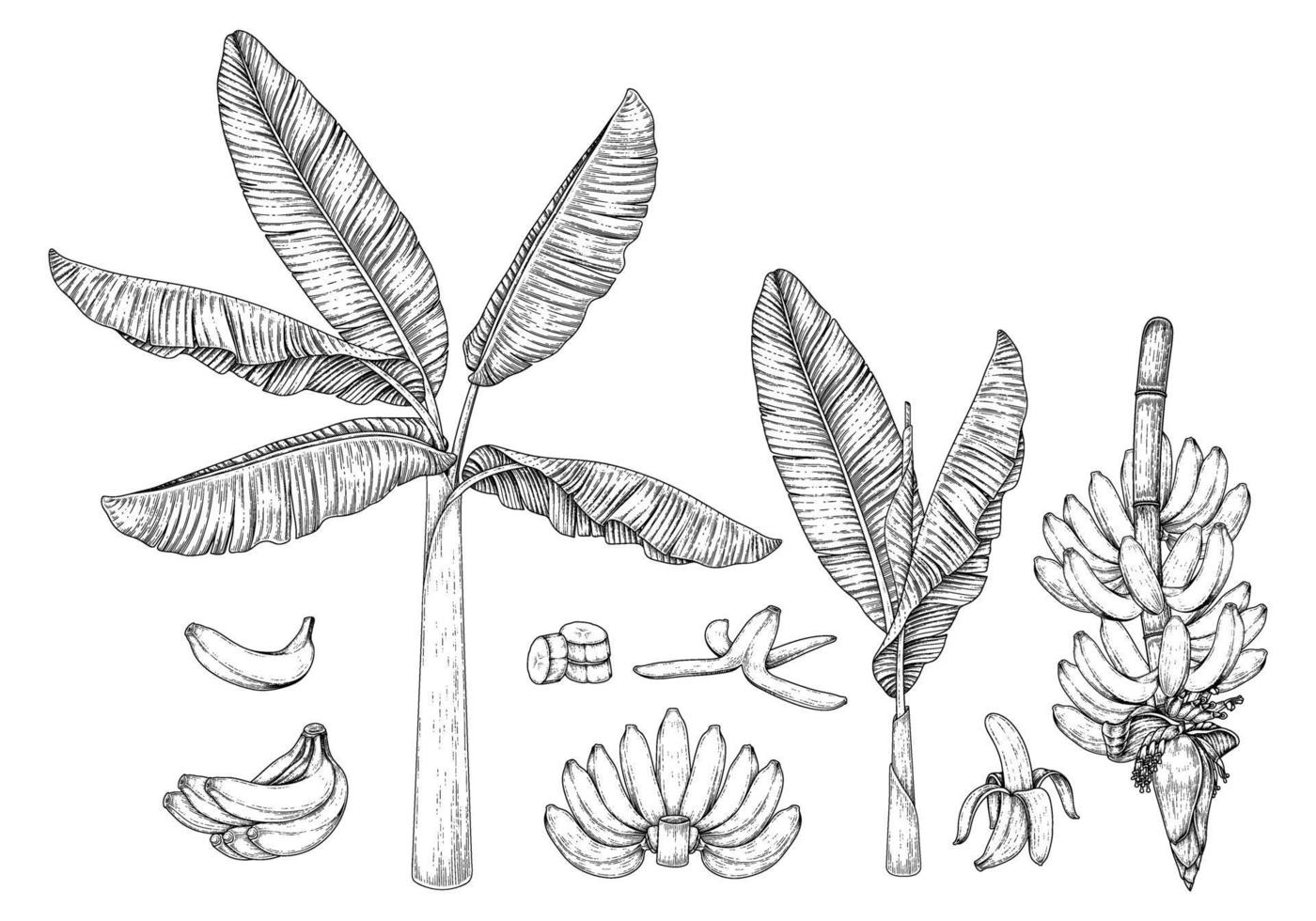 fruta de plátano y flor dibujado a mano ilustración retro vector