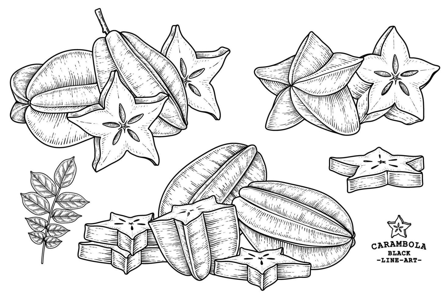 Set of star fruit or Carambola fruit hand drawn elements botanical illustration vector