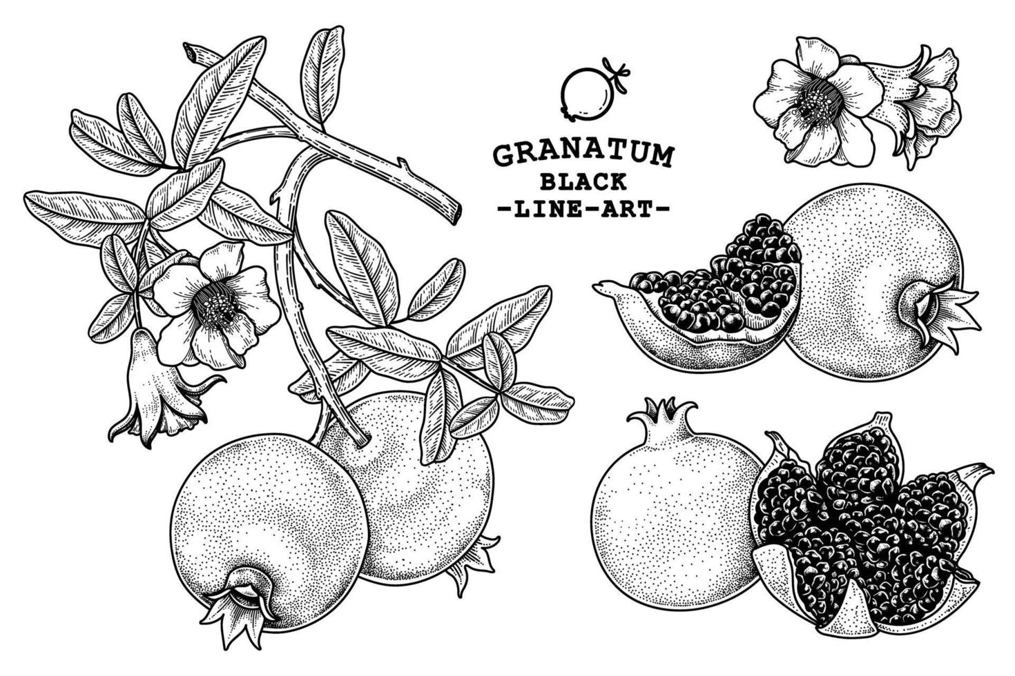 Pomegranate fruit hand drawn retro illustration vector