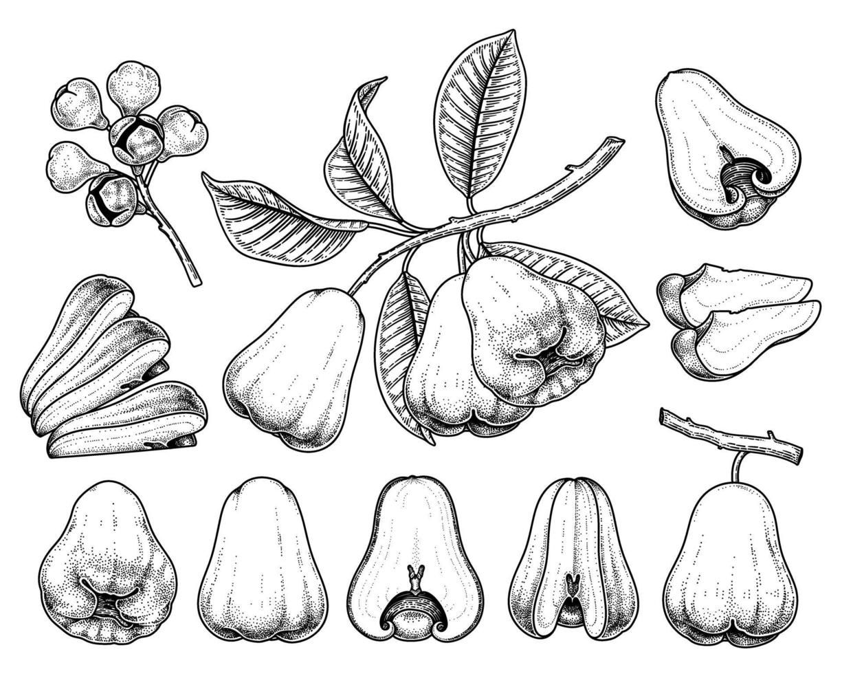 conjunto de elementos dibujados a mano de fruta de manzana rosa ilustración botánica vector