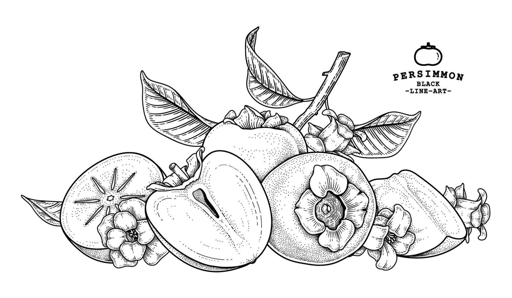Set of hachiya persimmon fruit hand drawn elements botanical illustration vector