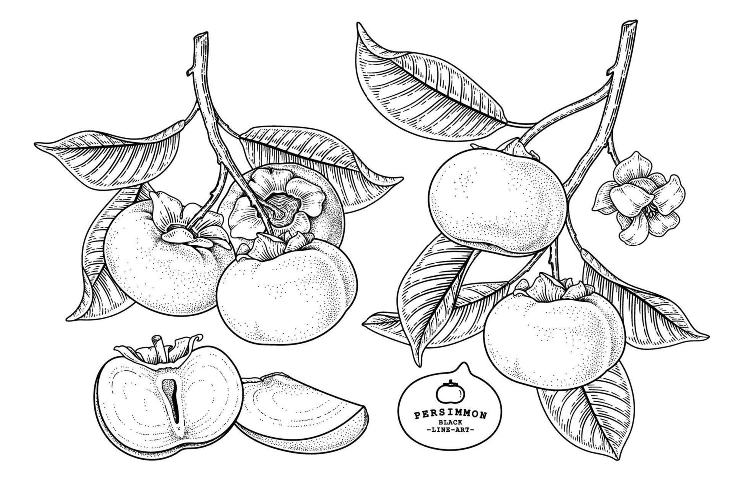 Set of fuyu persimmon fruit hand drawn elements botanical illustration vector