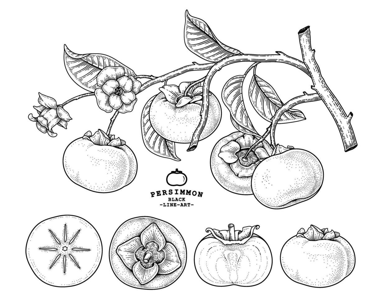 conjunto de elementos dibujados a mano de fruta de caqui fuyu ilustración botánica vector