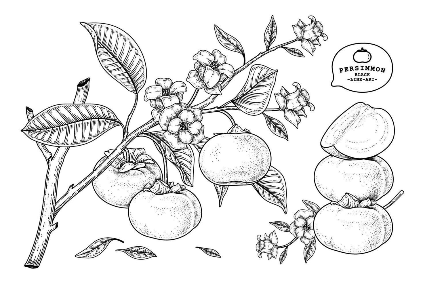 Set of fuyu persimmon fruit hand drawn elements botanical illustration vector