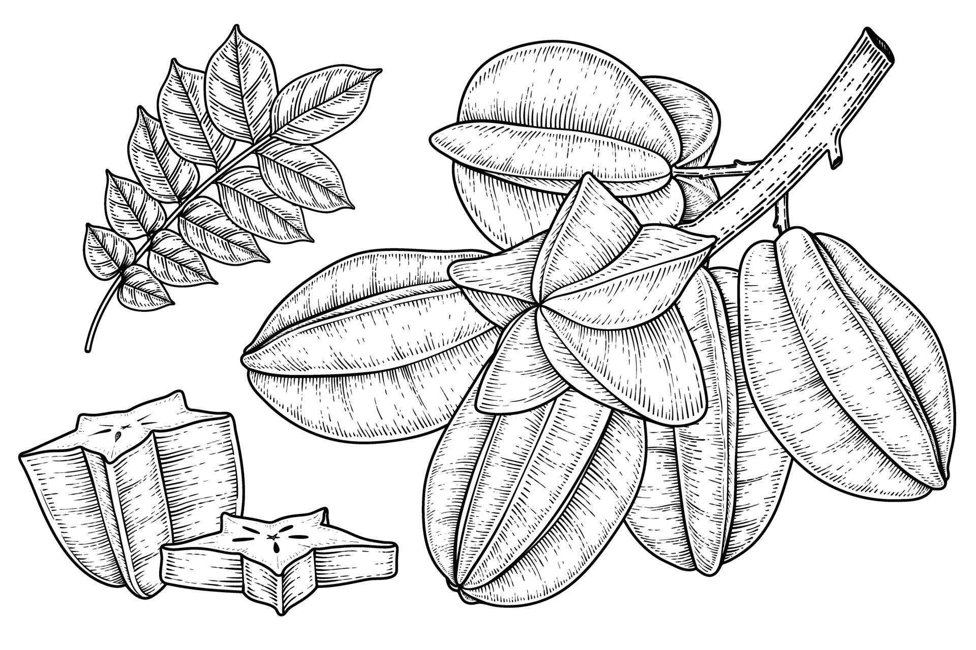 Set of star fruit or Carambola fruit hand drawn elements botanical