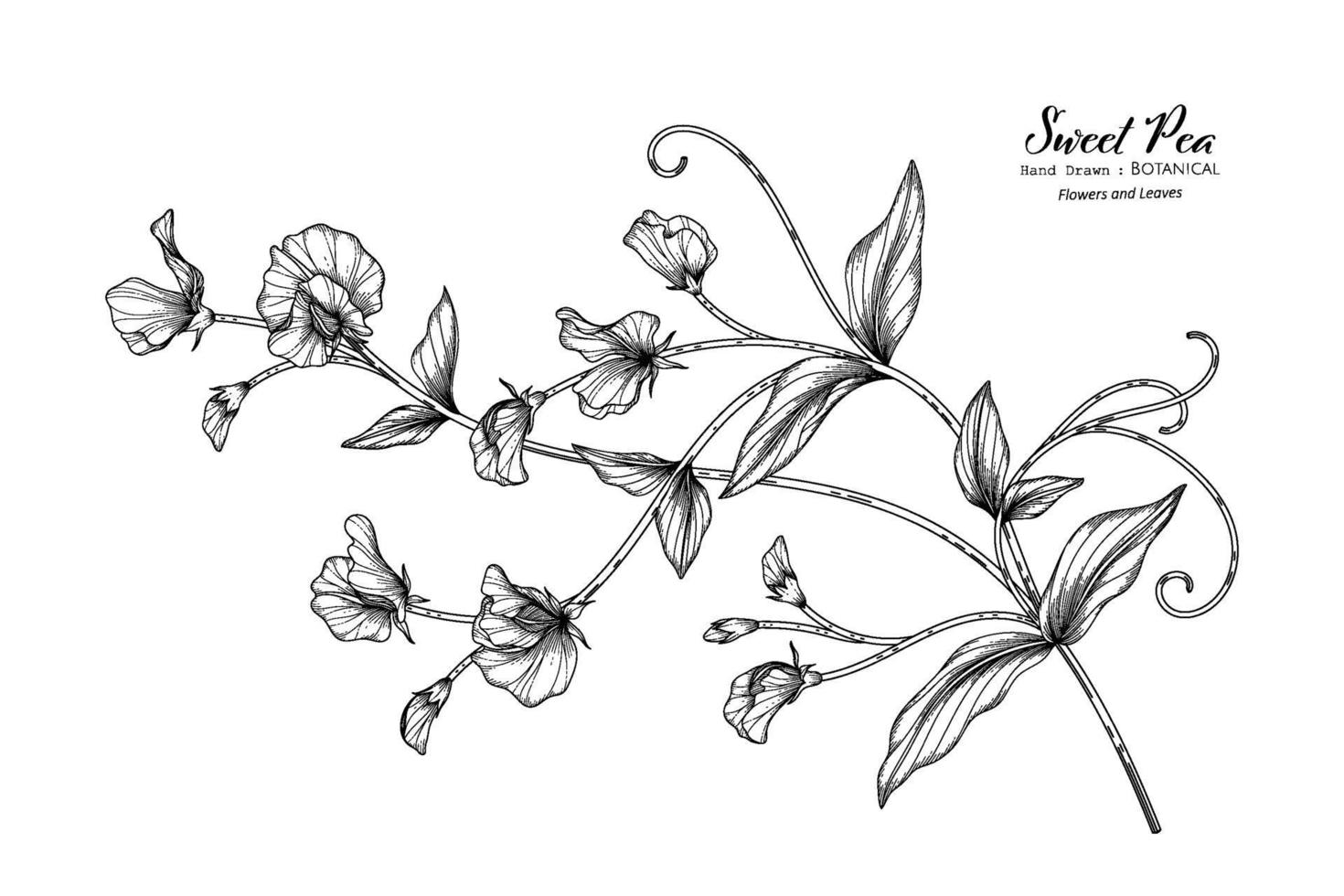 Sweet peas flower and leaf hand drawn botanical illustration with line art. vector