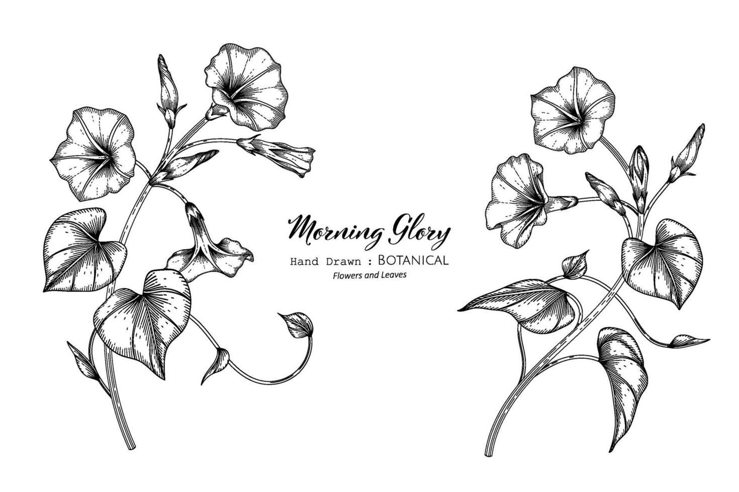 Morning glory flower and leaf hand drawn botanical illustration with line art. vector