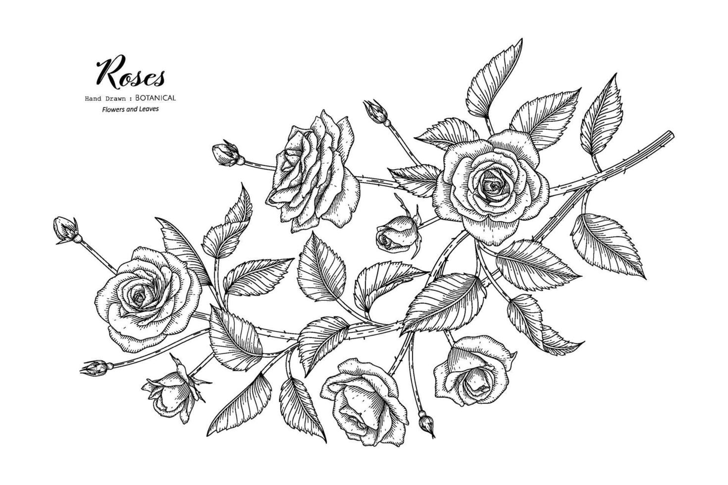 Roses flower and leaf hand drawn botanical illustration with line art. vector