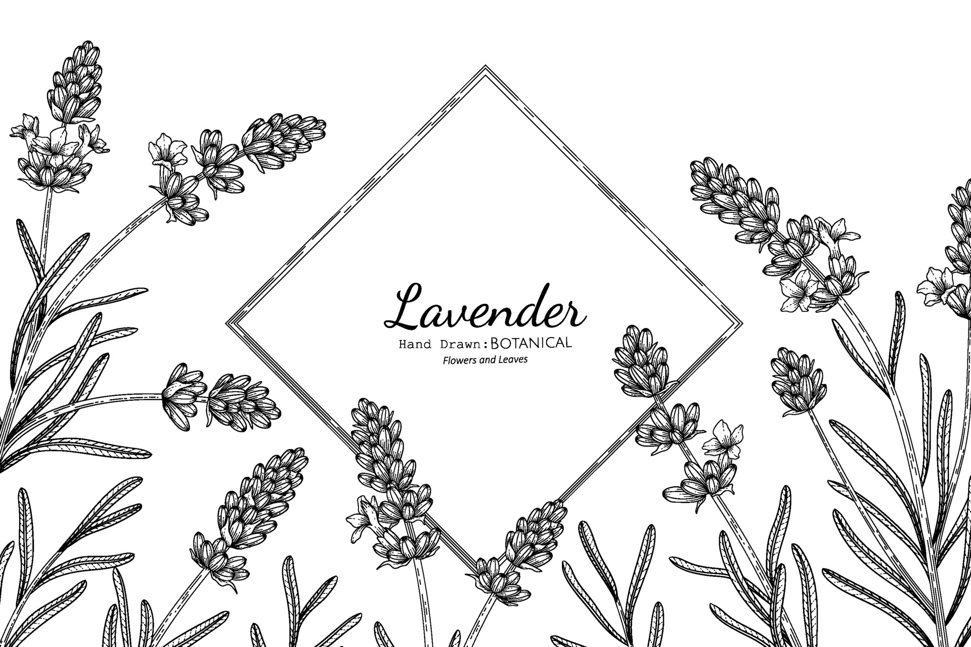 Lavender flower and leaf hand drawn botanical illustration with line ...