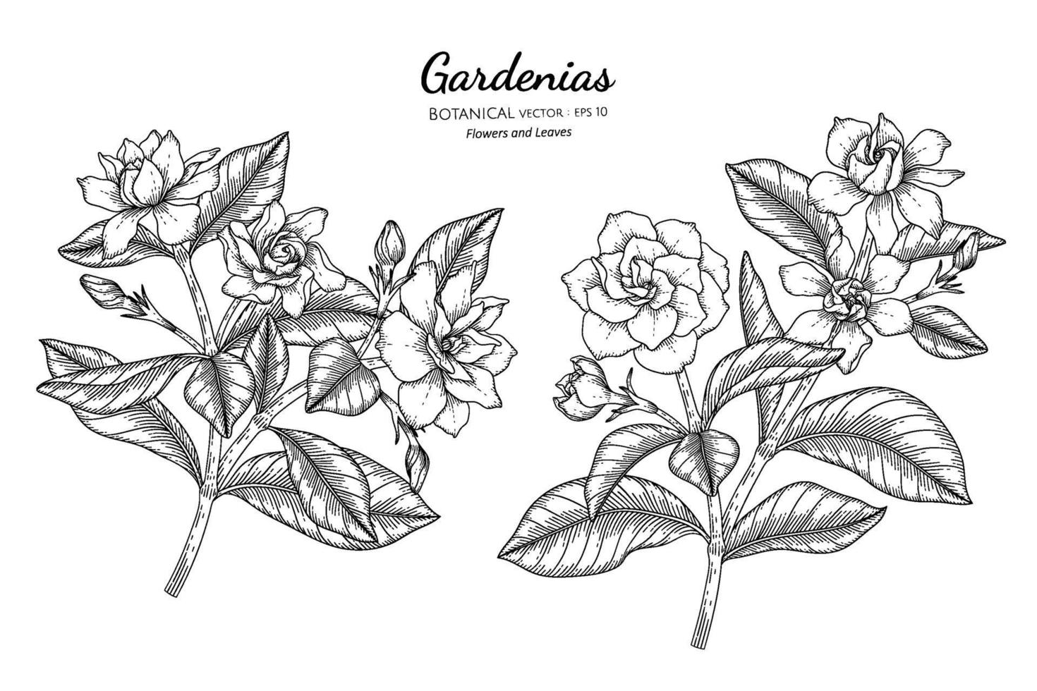 Gardenias flower and leaf hand drawn botanical illustration with line art. vector