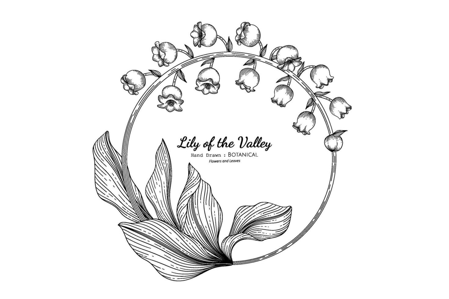 Lily of the valley flower and leaf hand drawn botanical illustration with line art. vector