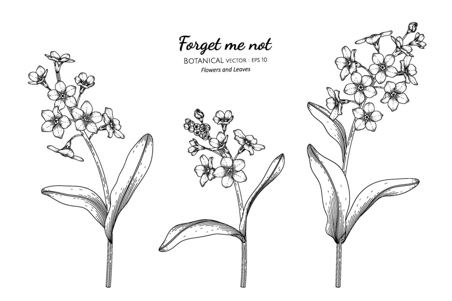 Forget me not flower and leaf hand drawn botanical illustration with line art. vector