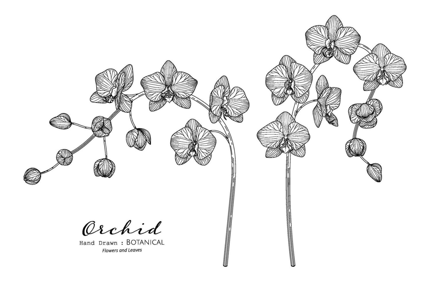 Orchid flower and leaf hand drawn botanical illustration with line art. vector