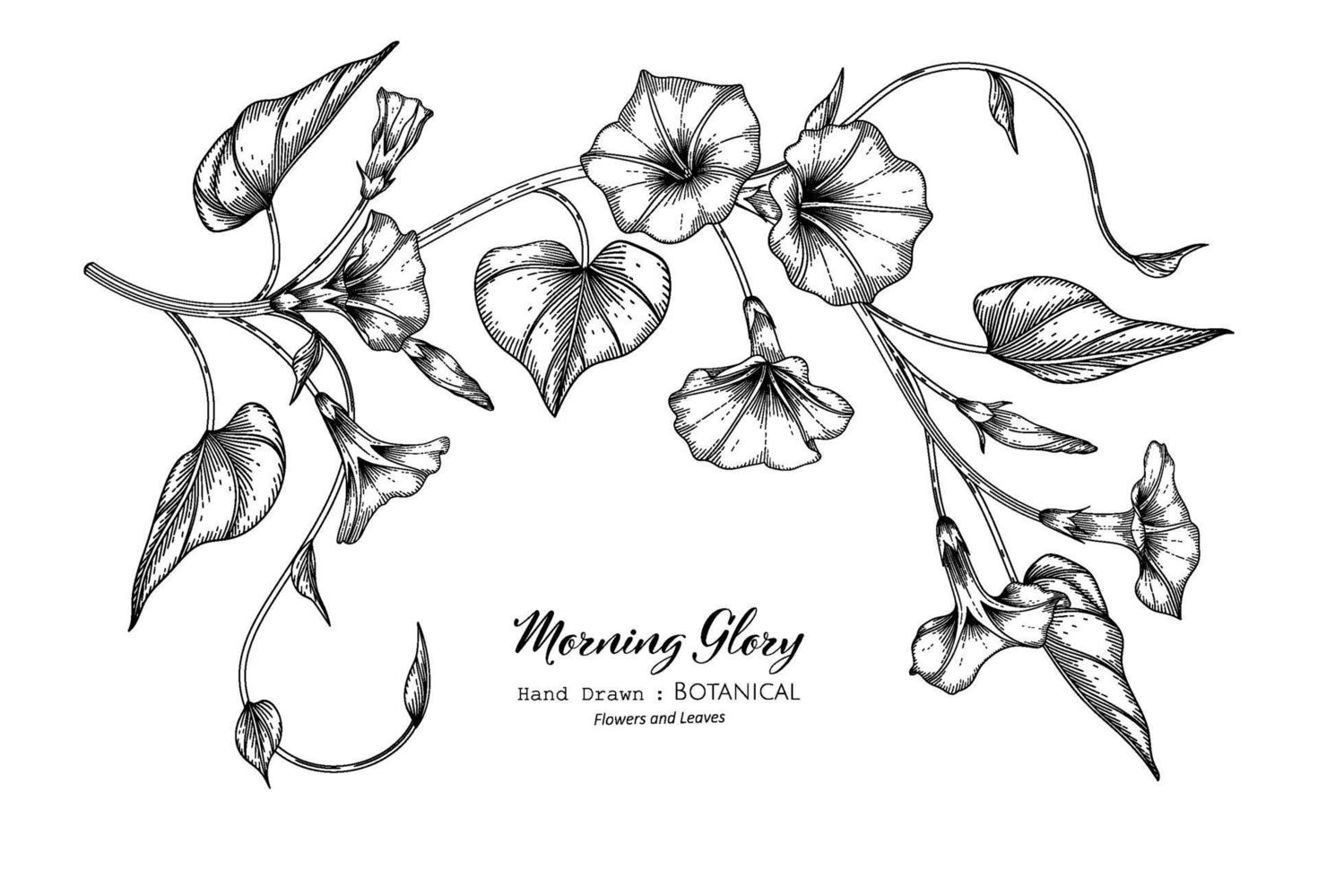 Morning glory flower and leaf hand drawn botanical illustration with line art. vector