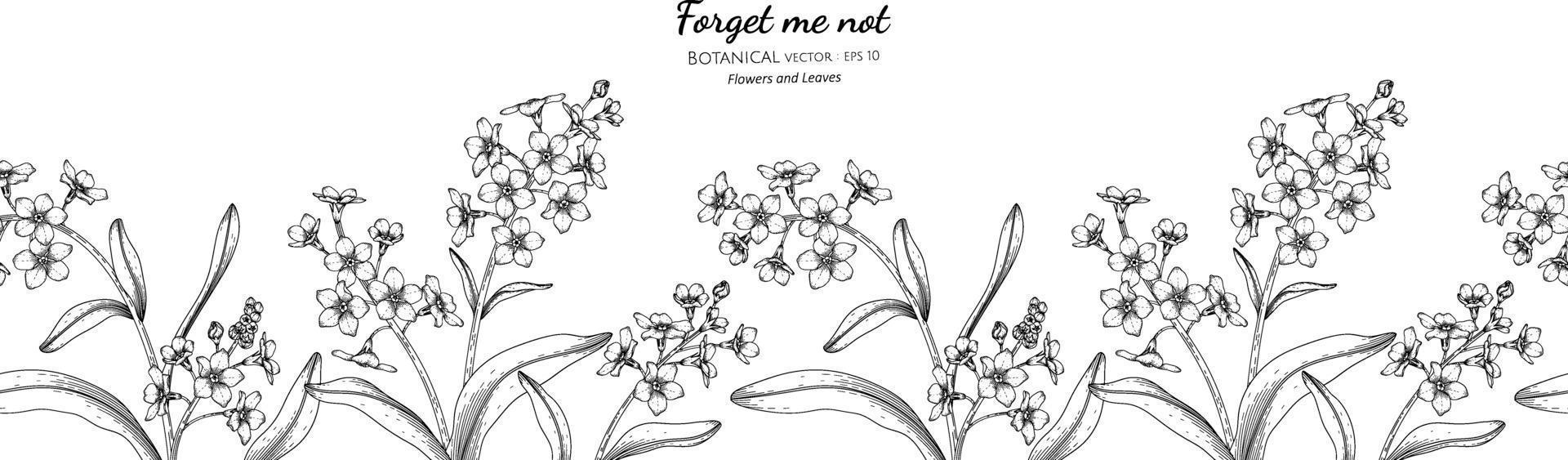 Seamless pattern Forget me not flower and leaf hand drawn botanical illustration with line art. vector