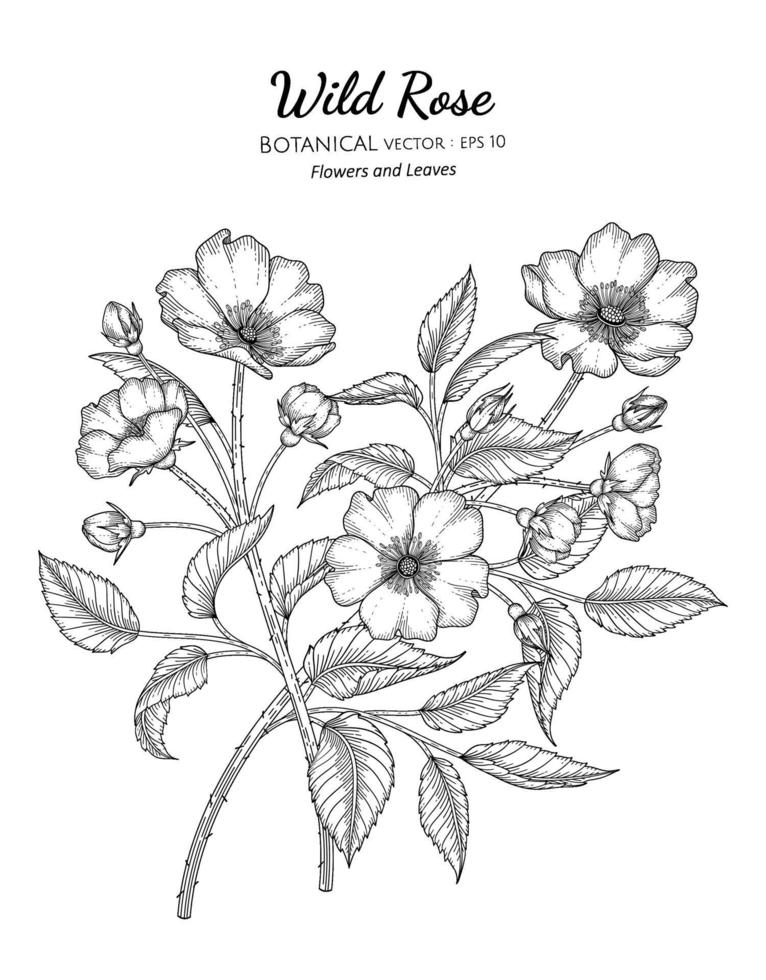 Wild rose flower and leaf hand drawn botanical illustration with line art on white backgrounds. vector