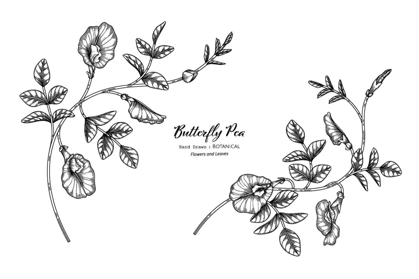 Butterfly peas flower and leaf hand drawn botanical illustration with line  art 2375980 Vector Art at Vecteezy
