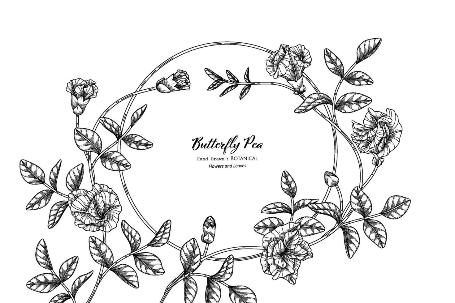 Butterfly peas flower and leaf hand drawn botanical illustration with line art. vector