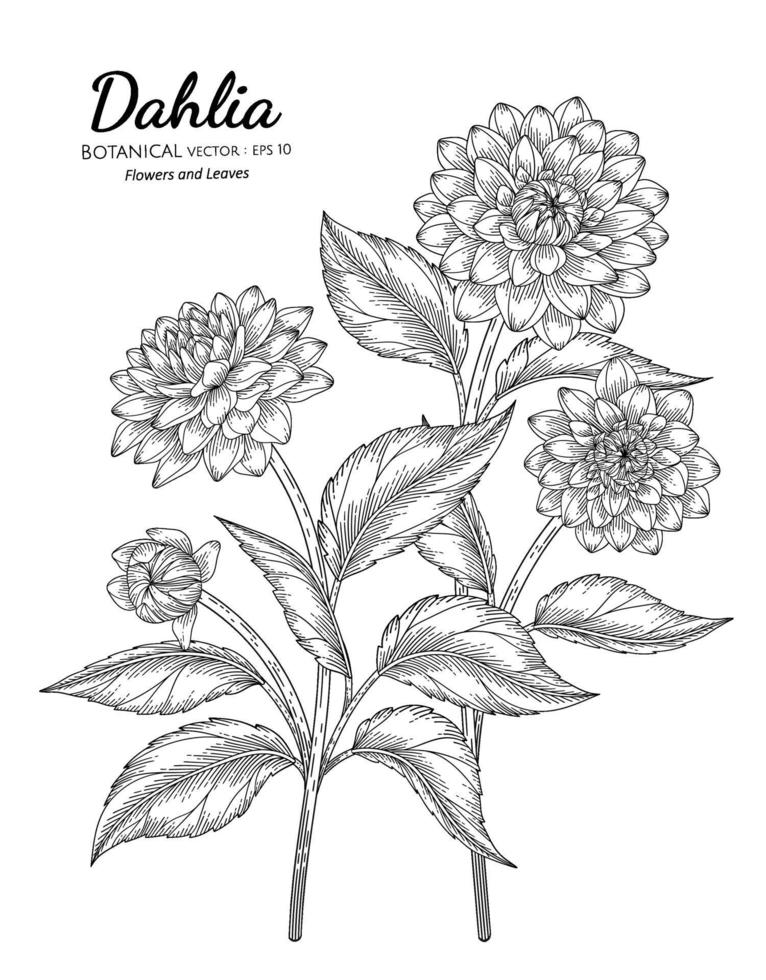 Set of Dahlia flower and leaf hand drawn botanical illustration with line art on white backgrounds. vector