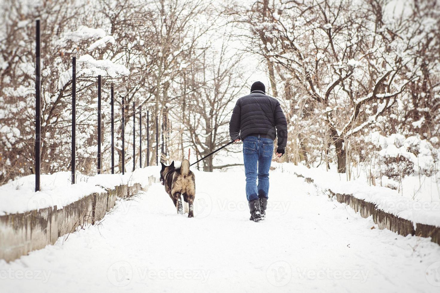 A man in a jacket and a knitted hat walks with an American Akita dog photo