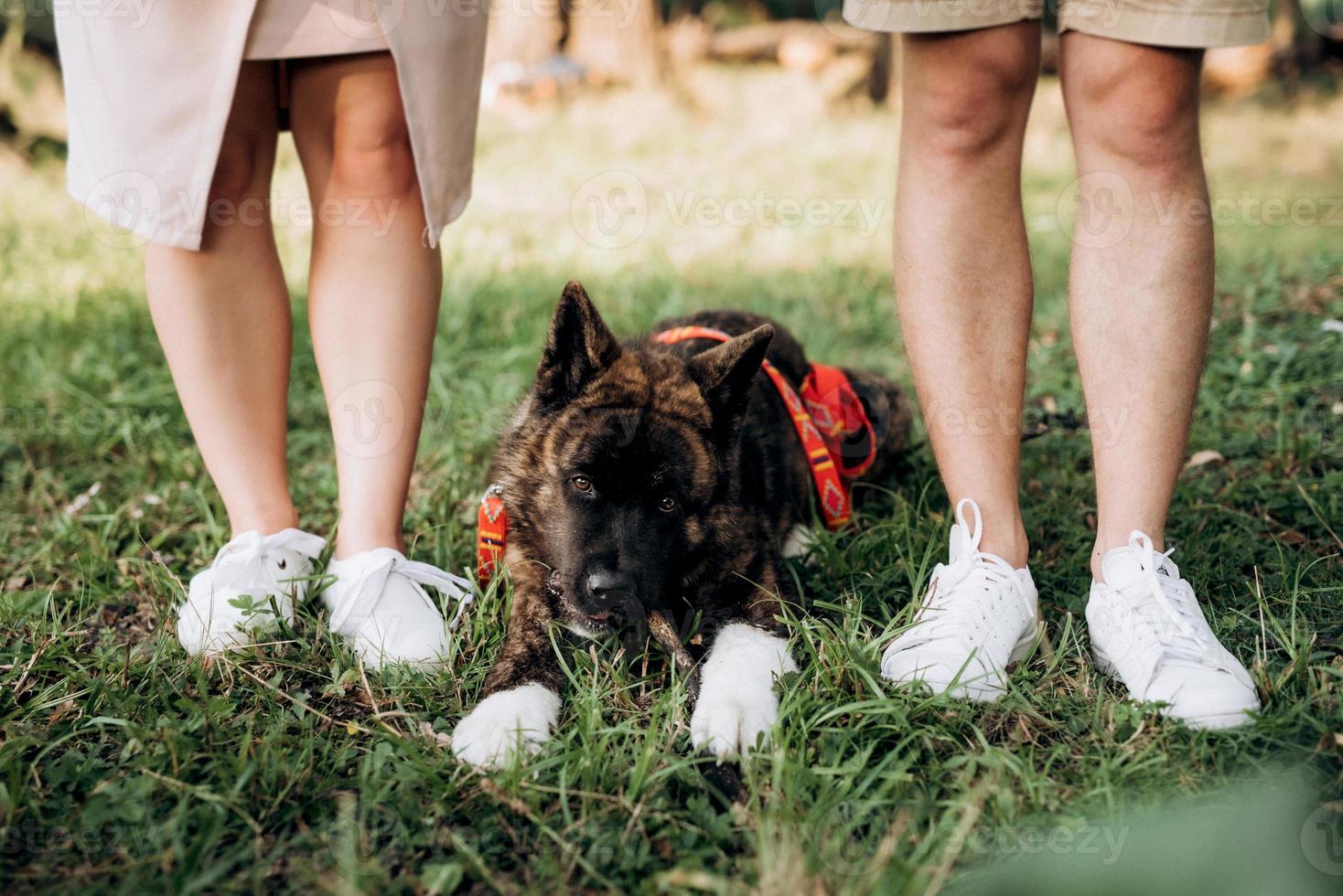 Big dog for a walk with a guy and a girl photo