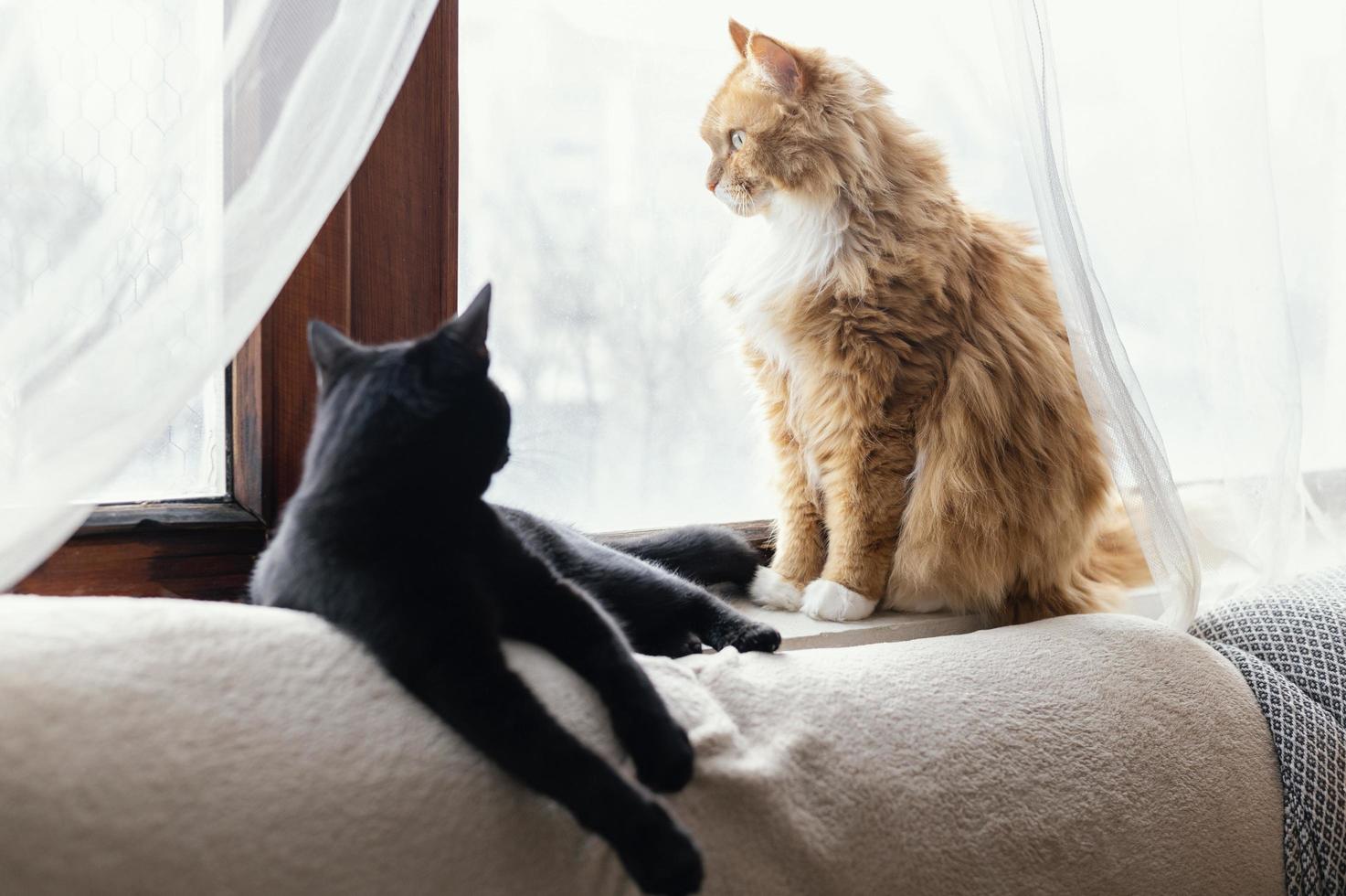 Cute cats laying indoors at home photo
