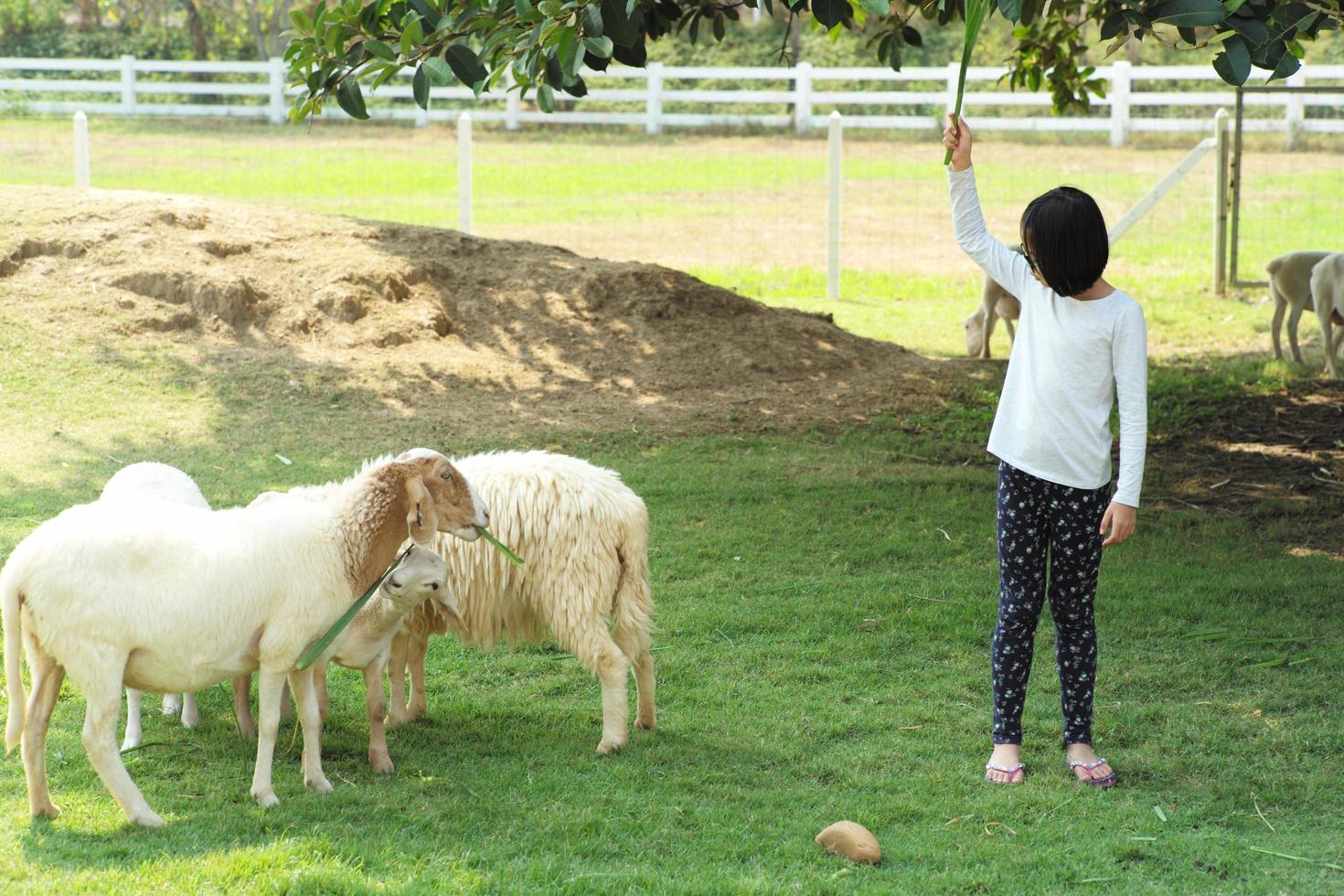 Portrait of cute girl standing in the animal farm and feeds a group of sheep photo