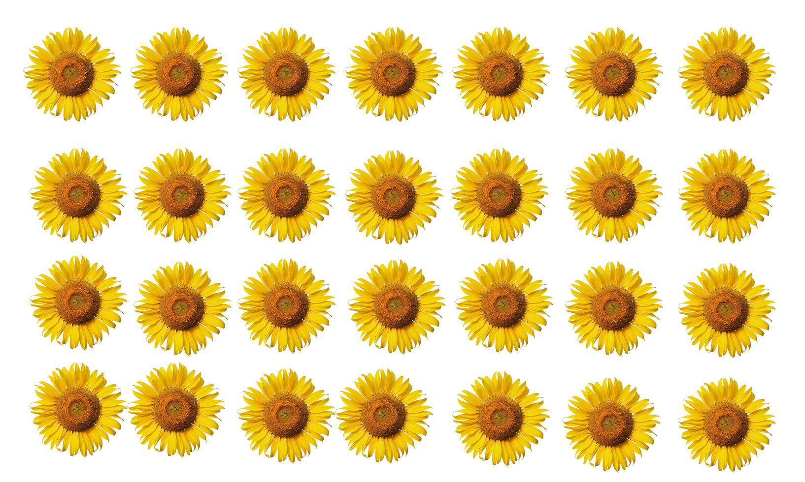 Group of blossom sunflowers isolated on white background photo