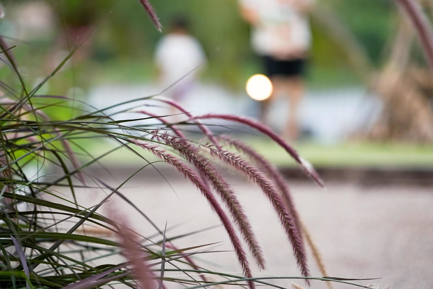 Selective focus of grass flowers growing in the meadow in an outdoor garden with blurred people exercising in the background photo