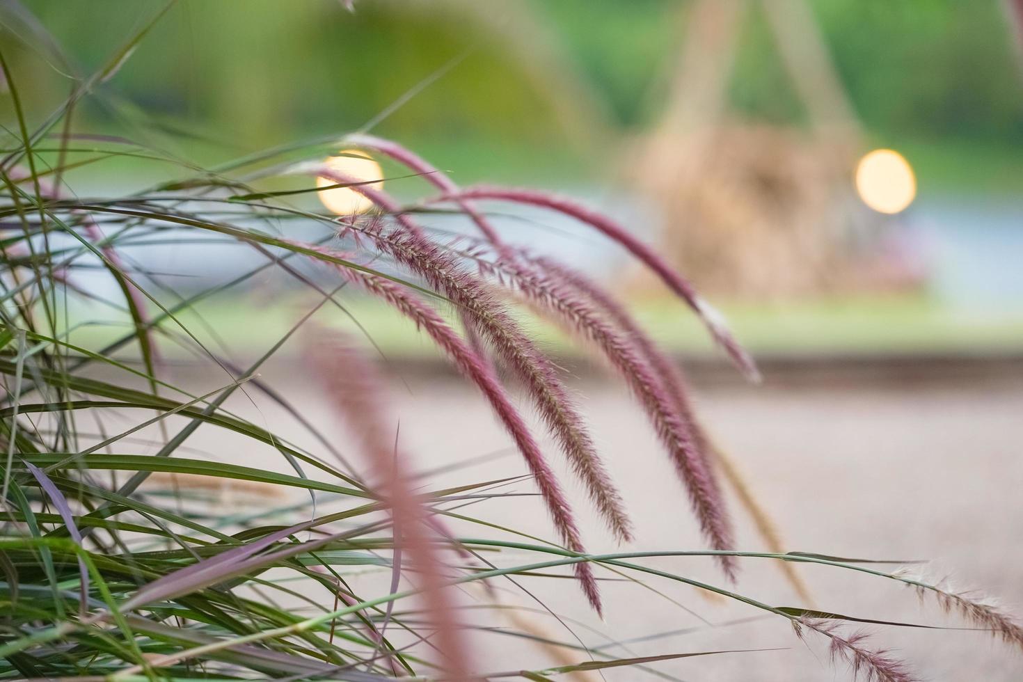 Close up of grass flowers growing in the meadow with blurred landscape and bokeh lights in background photo