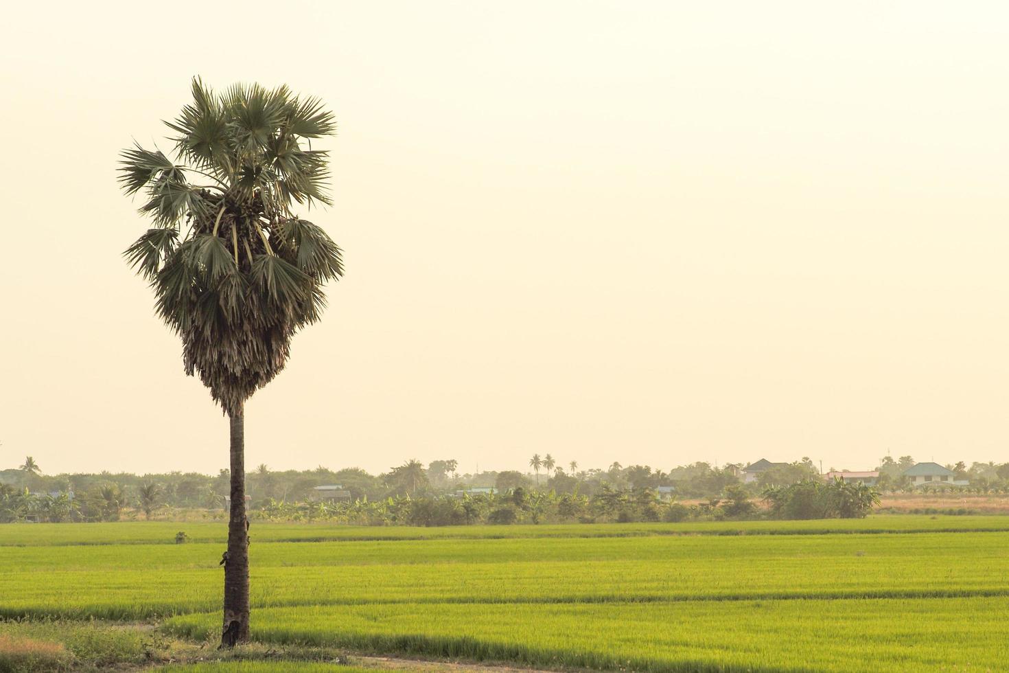 Palm tree growing in the rice farm with a landscape of rural life in the background photo