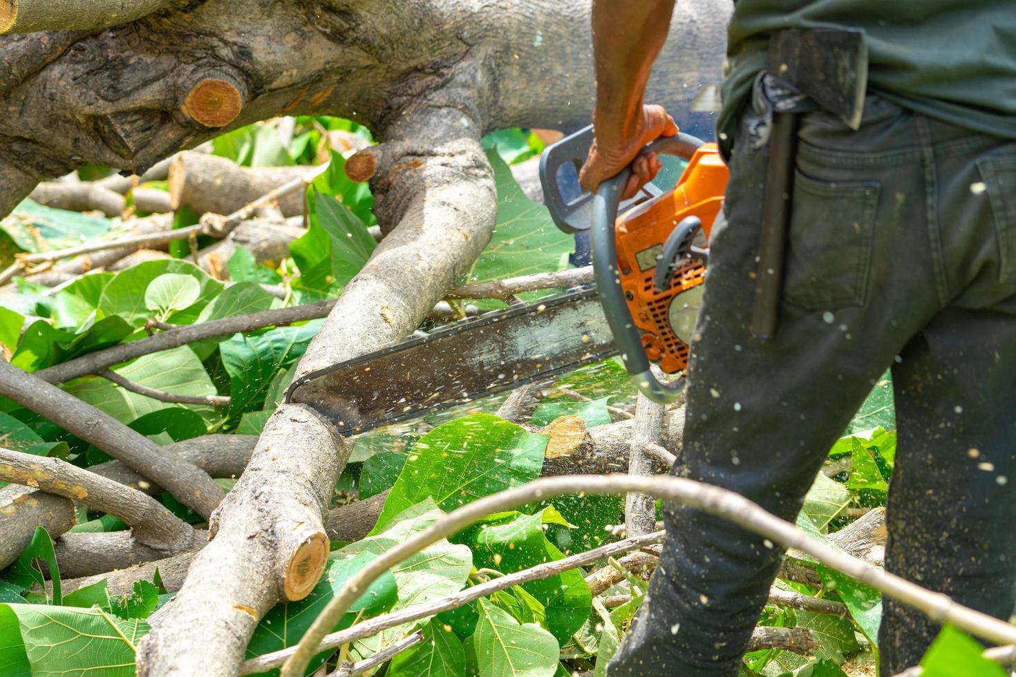 Close up of chainsaw cutting the log by chainsaw machine with sawdust flying around. photo