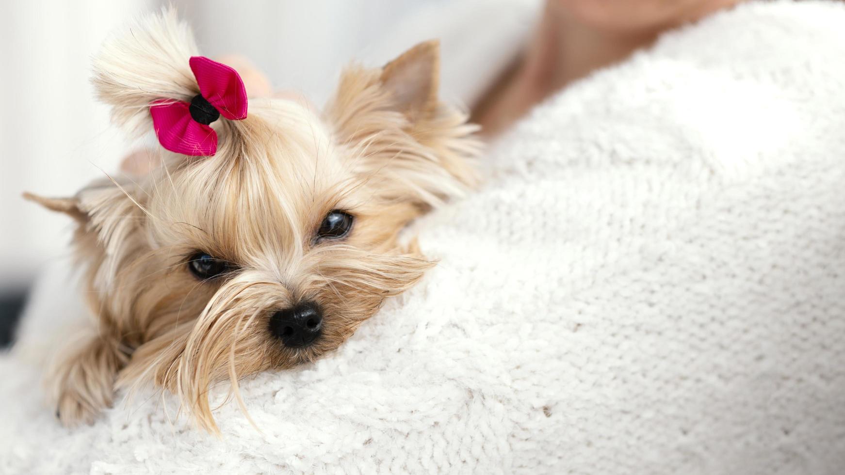 Dog with bow on head photo