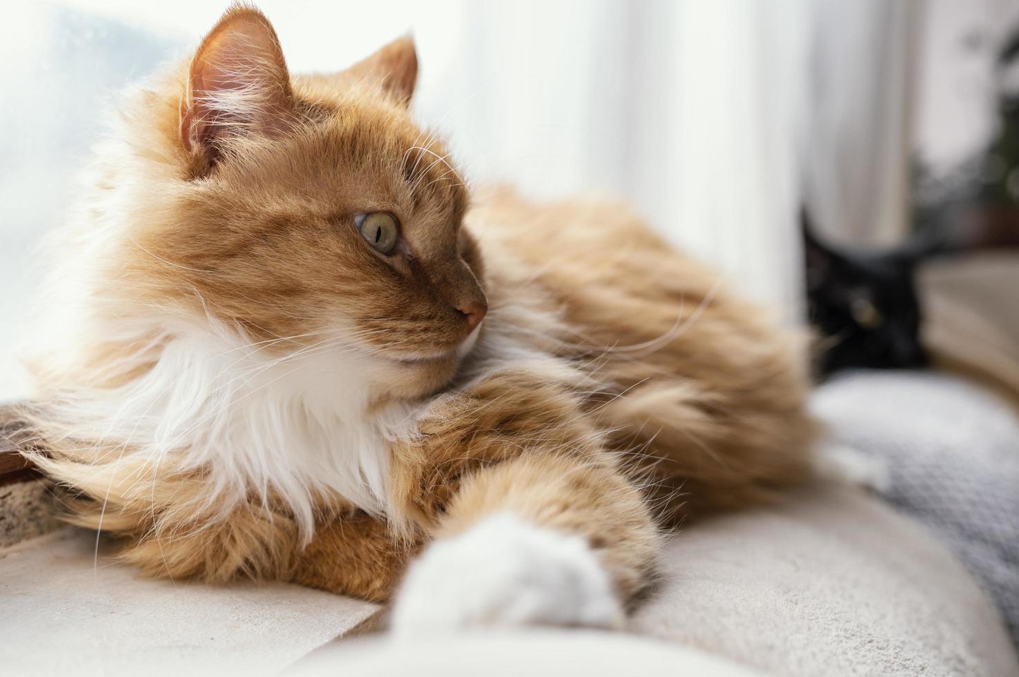 Orange and white cat laying down photo