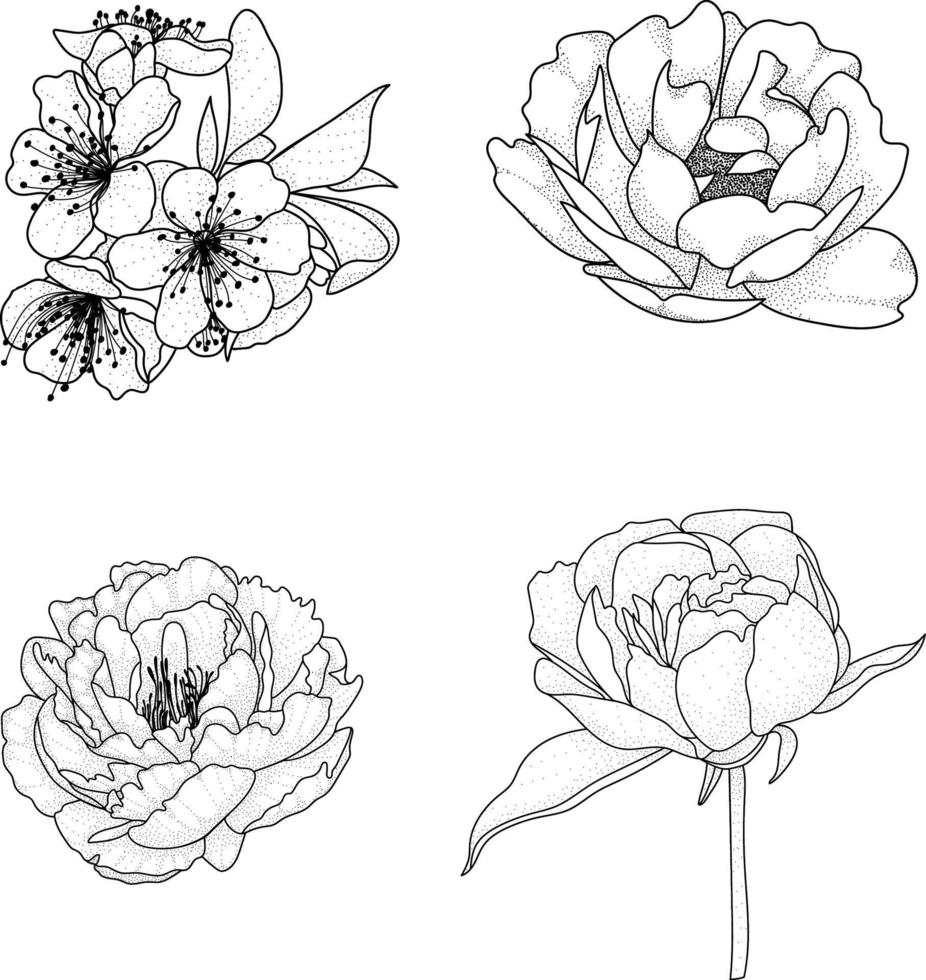 set of beautiful flowers vector