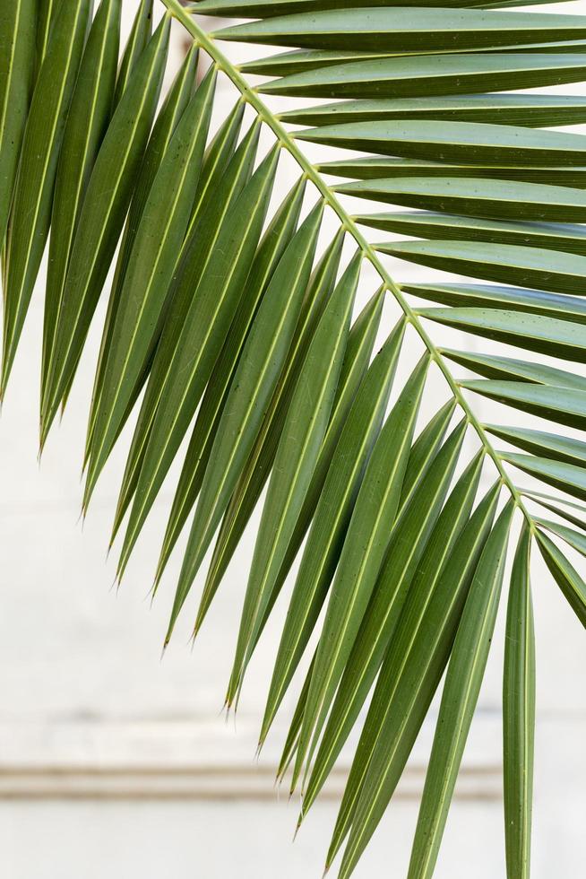 Rama de palmera contra una pared raída blanca foto