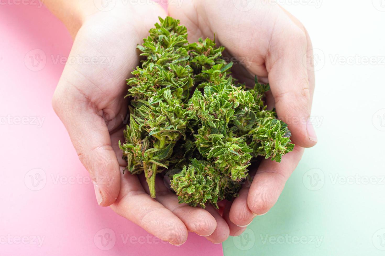 Cogollos de cannabis medicinal en manos femeninas. foto