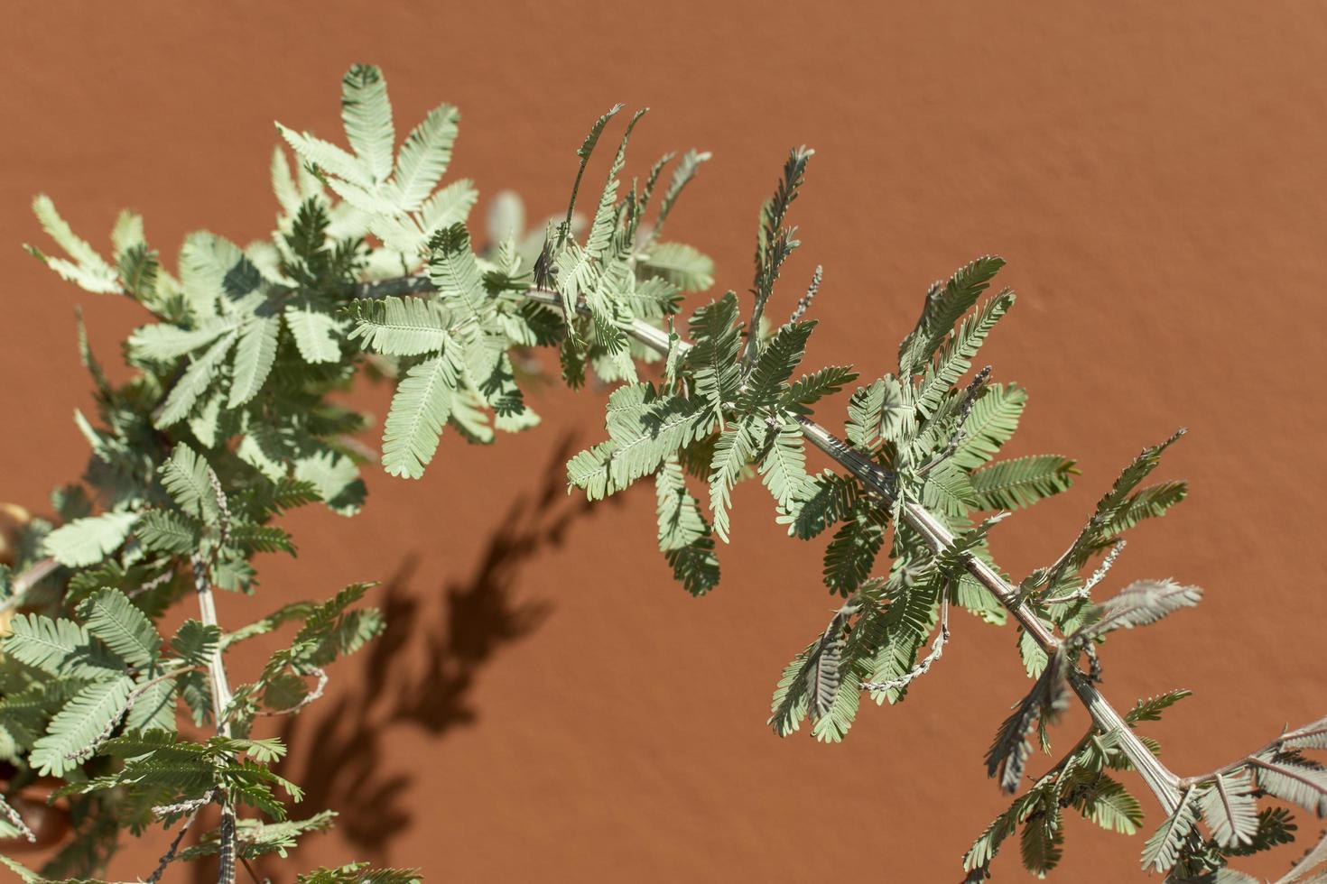 Green leaves on a brown background photo